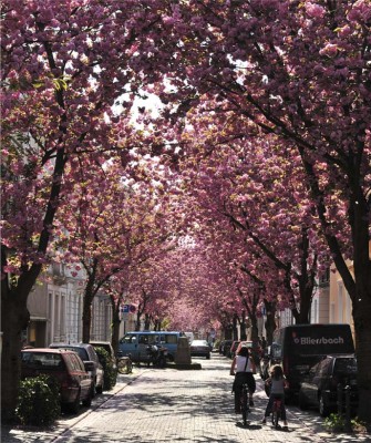 kirschbluetenallee in bonn