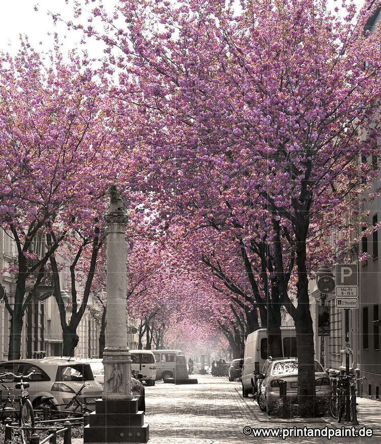 kirschbluete bonn heerstrasse