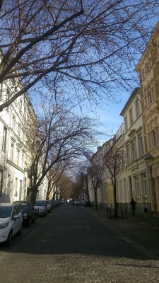 japanische Kirschblüten in der Heerstraße