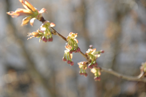 Cherry Blossom 