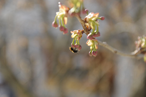 Cherry Blossom 