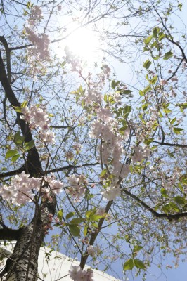 Kirschblüte Maxstraße