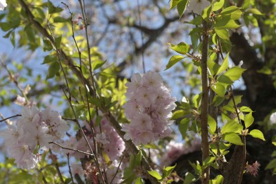 kirschblüte Bonn