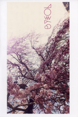 cherry blossoms message