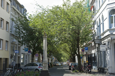 Sommer 2015 in der Kirschblütenallee in Bonn