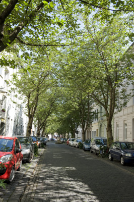 Sommer 2015 in der Kirschblütenallee in Bonn