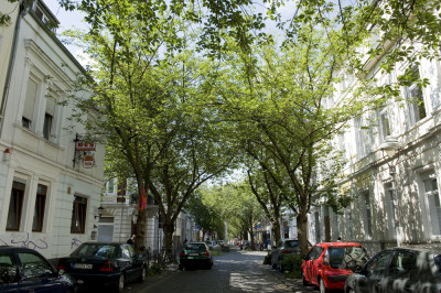 Sommer 2015 in der Kirschblütenallee in Bonn