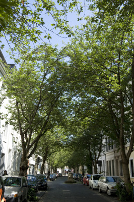 Sommer 2015 in der Kirschblütenallee in Bonn