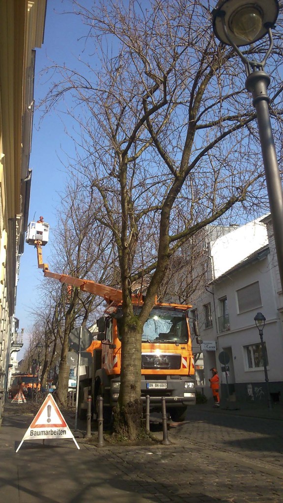 Baumarbeiten-Heerstrasse-Bonn-Kirschblueten-Kirschbaeume