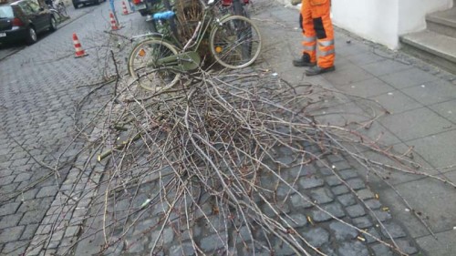 Kirschbaumschnitt Bonn Altstadt