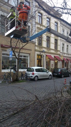 Kirschbaumschnitt Bonn Altstadt