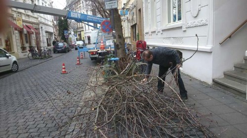 Kirschbaumschnitt Bonn Altstadt