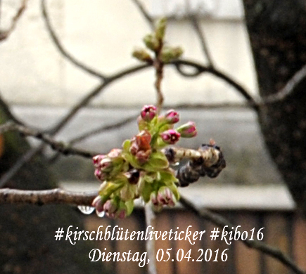 kirschblütenliveticker-bonn-5.4.16