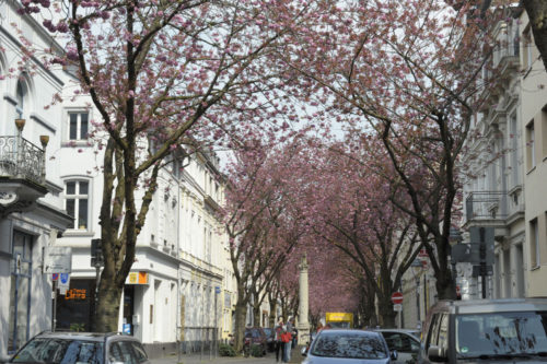 kirschblütenliveticker-donnerstag-14.4.16