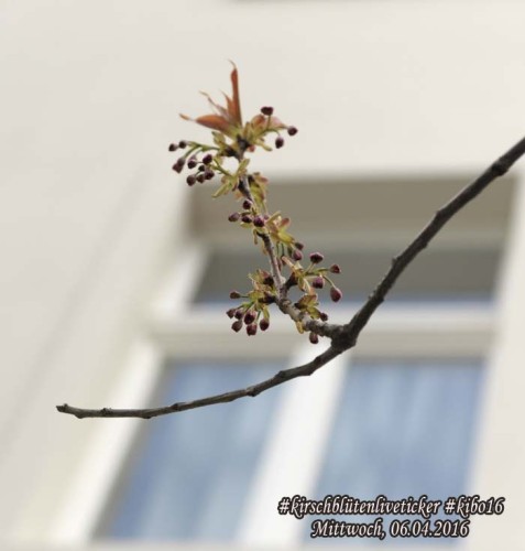 kirschblütenliveticker-6.4.16-kibo-bonn