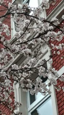 weisse Blüte in der Dorotheenstraße