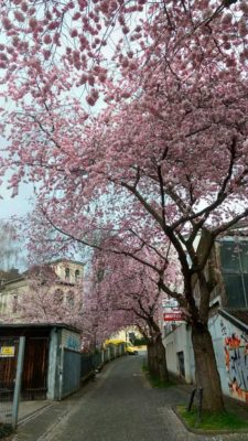 Maxstraße, heute, 17.3.17