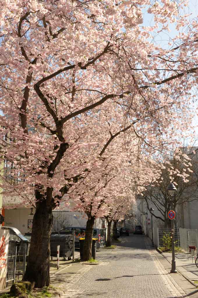 maxstrasse bonn