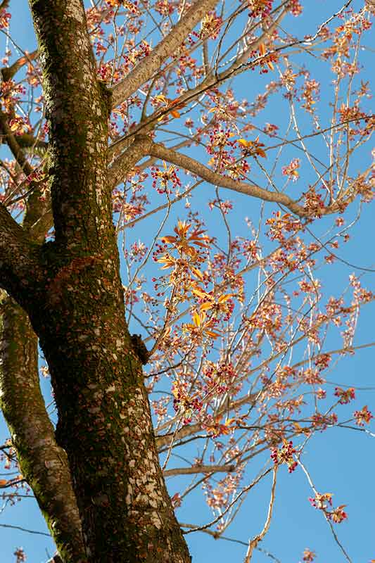 Stand der Kirschblüte in der Bonner Altstadt am 3.4.23