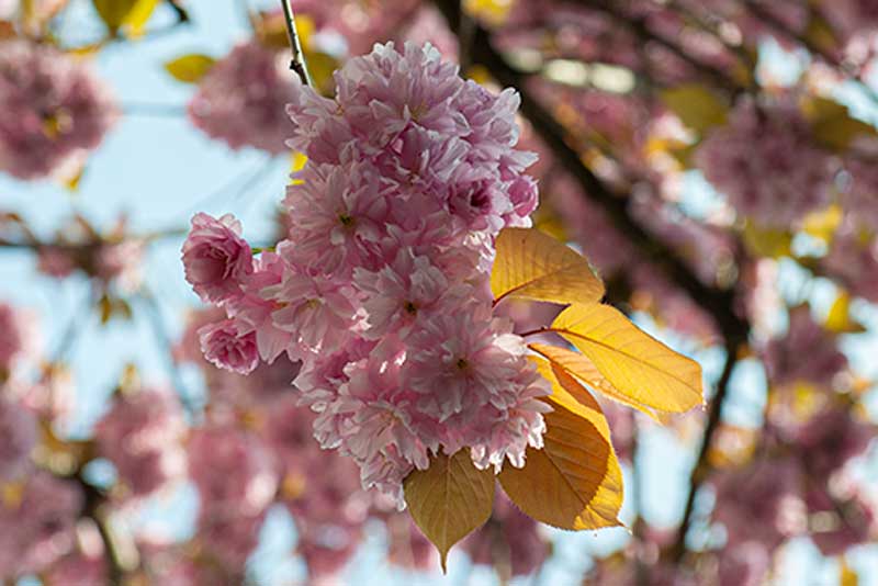 Kirschblüte Puschel