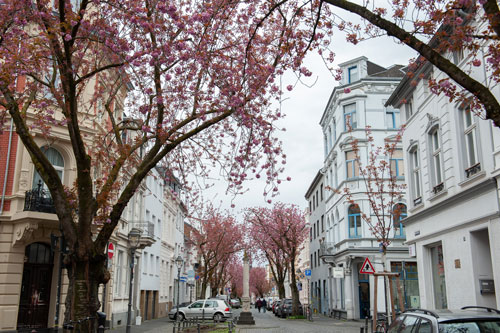 kirschbluete bonn 2024