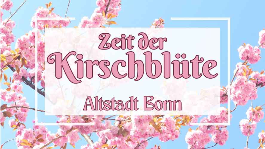 kirschblüte2024