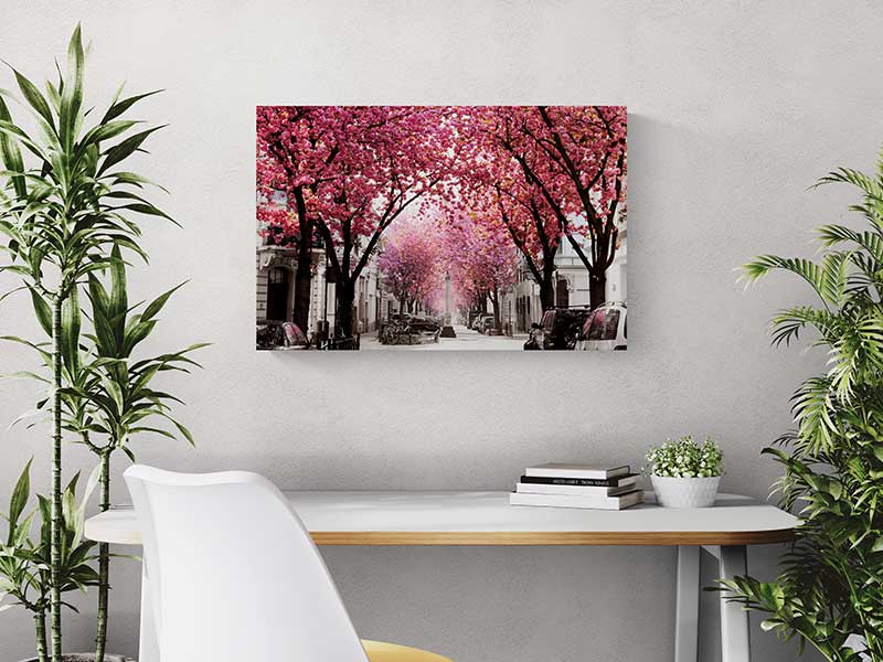 Kirschblüte Bonn Bild Schreibtischansicht