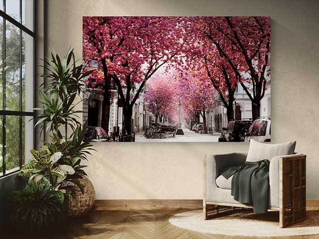 Kirschblüte Bonn Bild Zimmeransicht