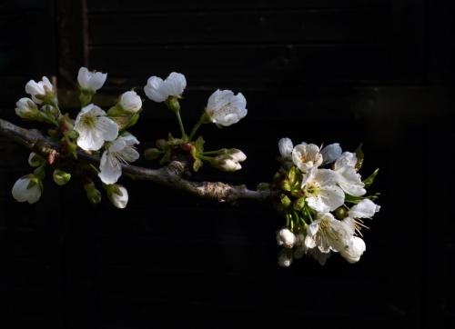 2012-Wettbewerb-Anne Hensgen-email-2von3-Kirschblüte 2012-2