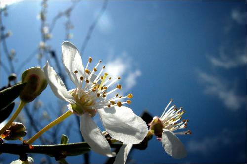 2012-Wettbewerb-Elke Lehnert-email-1von-3-cp5_602542_kirsche_fc