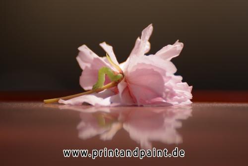 214-Joachim Klein-kirschbluete_mit_raupe__joachim_klein-1v1