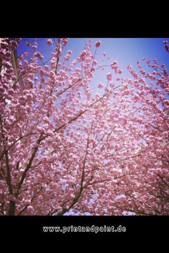 28-Aysu Altikardes-IMG-20130426-WA0001-2v3