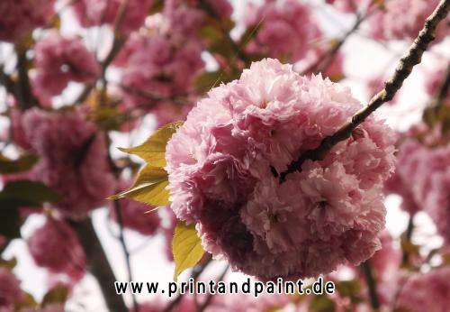 35-Sabine Oessenich-Kirschbl 4 13 015-1v3