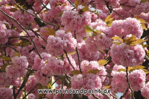 37-Sabine Oessenich-Kirschbl 4 13 021-3v3