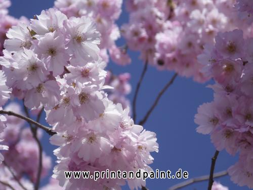 39-Saskia Horn-Prachtvolle Kirschblüte-2v3