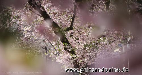 1.Platz-2013-Sung-Bin Hong-