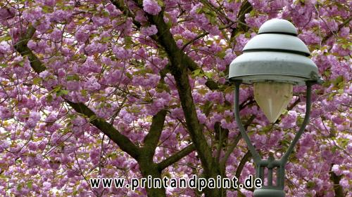 80-Silvia-Black-Wettbewerb2013-P1070256-2v3