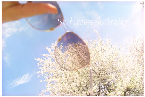 2014-wett-A-C.John-Kirschblüte-2v3