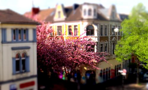 2014-wett-A.Perrottil-Kirschblüte-3v3