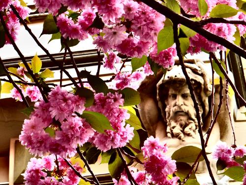 2014-wett-A.Pratsch-Kirschblüte-1v3