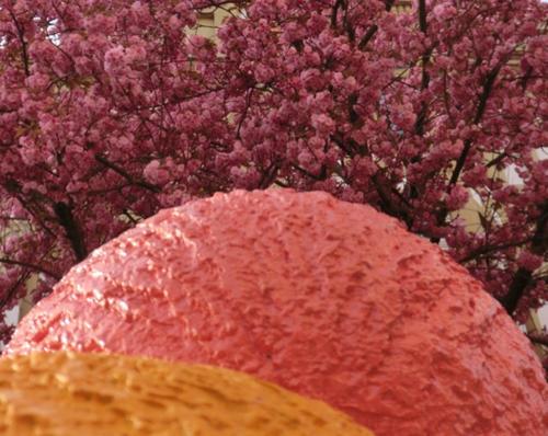 2014-wett-B.Krewer-Kirschblüte-3v3