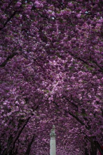 2014-wett-C.Callenberg-Kirschblüte-2v3