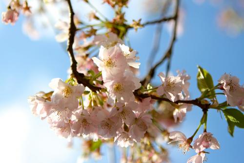 2014-wett-C.Harms-Kirschblüte-1v2