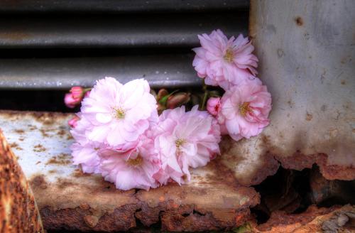 2014-wett-D. Paffenholz-Kirschblüte-2v3