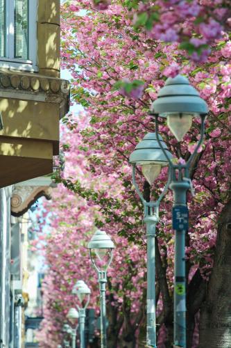 2014-wett-D.Schuster-Kirschblüte-2v3