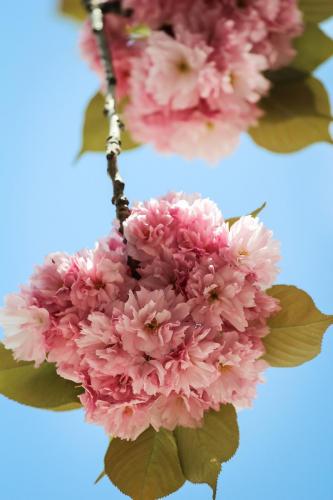 2014-wett-D.Schuster-Kirschblüte-3v3