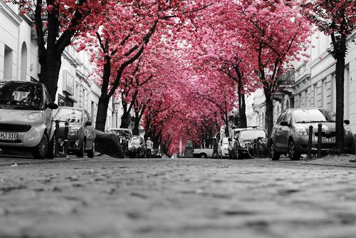 2014-wett-D.deKosterl-Kirschblüte-1v1