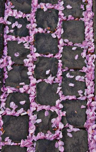 2014-wett-E.Pauch-Kirschblüte-1v3