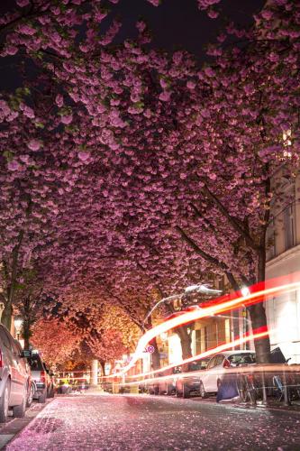 2014-wett-F.Engelmann-Kirschblüte-3v3