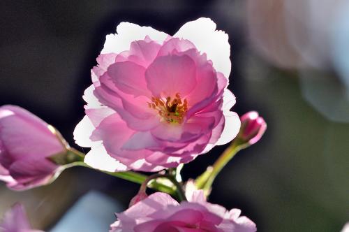 2014-wett-F.Winkler-Kirschblüte-2v3